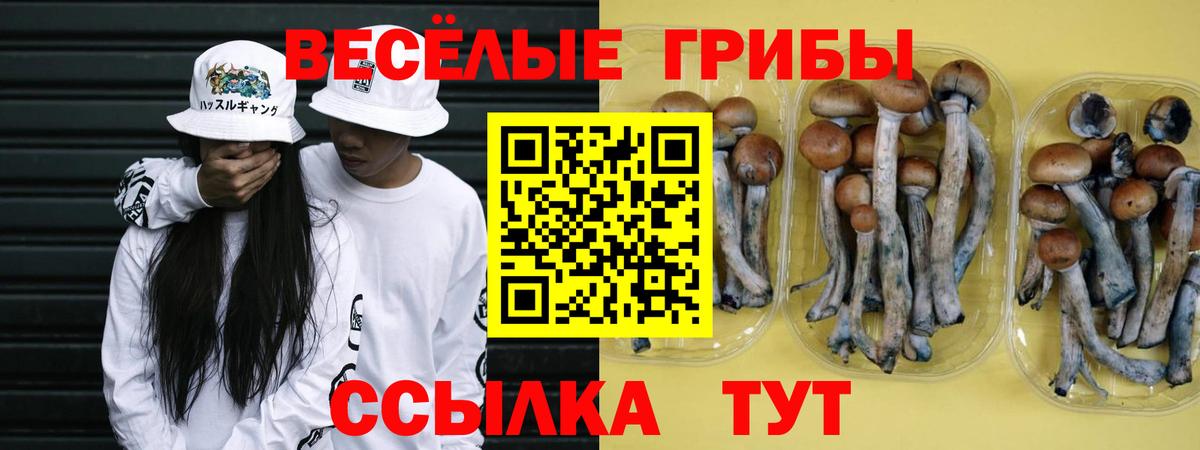 Галлюциногенные грибы Psilocybe Карталы
